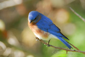 white mat black frame Eastern Bluebird