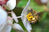 white mat black frame. A bee collects pollen in a ball grasped by hairs on its leg. Very recent die-offs in local and overseas Bee populations are cause for serious concern as they play a critical role in pollenating our crops.