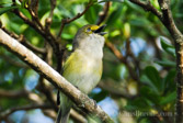 Locally known as the Chick of the Village, Bermuda's White Eyed Vireo is an endemic subspecies of those found in North America. white mat brown frame