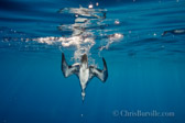 white mat black frame. Impressive underwater swimmers, Greater Shearwaters migrating past Bermuda often gather behind fishing boats to feed on the bait.