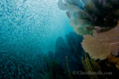 black mat, get away with white. A massive baitball of fry surrounds the reef.